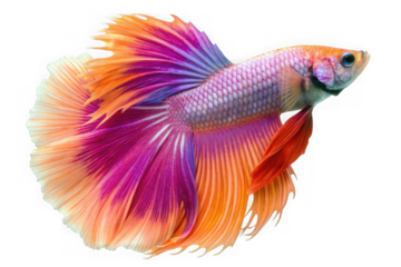 Vibrant siamese fighting fish with flowing fins displaying a stunning gradient of orange and purple isolated on transparent background