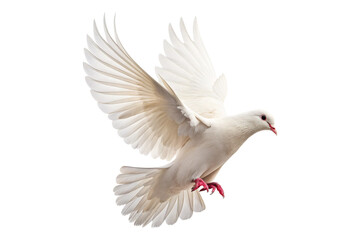 Fototapeta premium White dove in flight isolated on transparent background with wings spread wide
