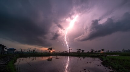 Storm over rice paddy
