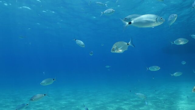 underwater fish scenery from mediterranean  sea breams ocean scenery underwater landscape seabreams  Diplodus sargus