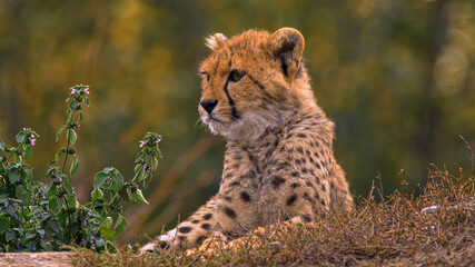 cheetah in the grass © Md Sharif Ahmed