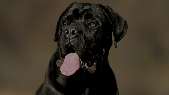 black dog portrait