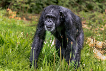 Western Chimpanzee