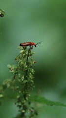 Red beetle on a green plant stem in macro view