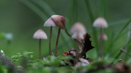Small mushrooms in a green meadow