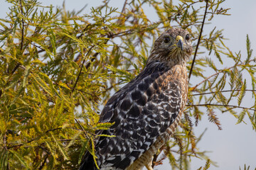 A Red Shouldered Hawk (Buteo lineatus) captured in Sweetwater Wetlands Park near Gainesville, Florida