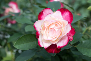 Beautiful rose in garden.