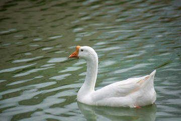 Chiang Mai deploys geese to tackle polluted moat