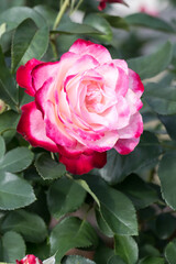 Beautiful rose in garden.