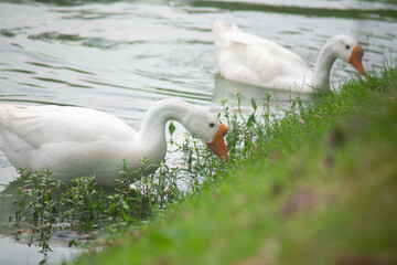 Chiang Mai deploys geese to tackle polluted moat