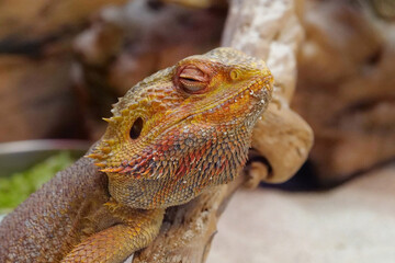 Bearded dragon, Pogona vitticeps, also known as inland bearded dragon