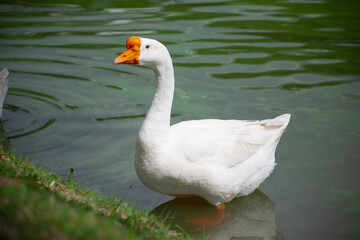 Chiang Mai deploys geese to tackle polluted moat