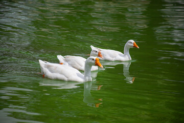 Chiang Mai deploys geese to tackle polluted moat