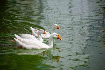 Chiang Mai deploys geese to tackle polluted moat