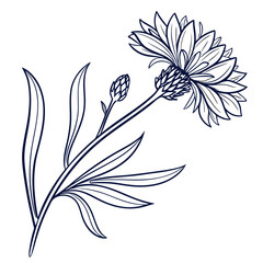 floral background with  centaurea cyanus