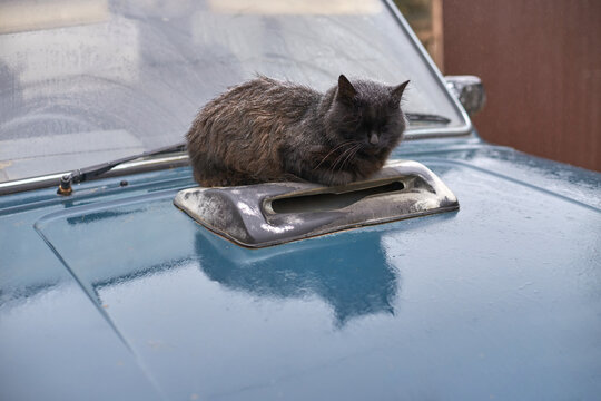 Fototapeta Black cat resting on vintage car hood in rainy weather.
