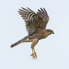 coopers hawk in dynamic flight