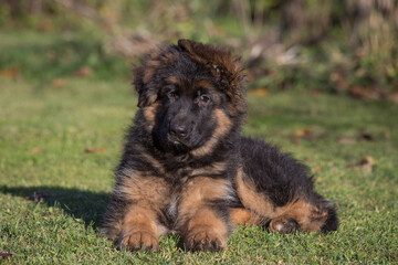 A fluffy German Shepherd puppy is lying on the grass in the sunlight.