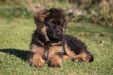 A fluffy German Shepherd puppy is lying on the grass in the sunlight.