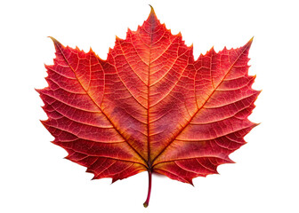 Obraz premium Vibrant red autumn leaf with intricate veins on a black background