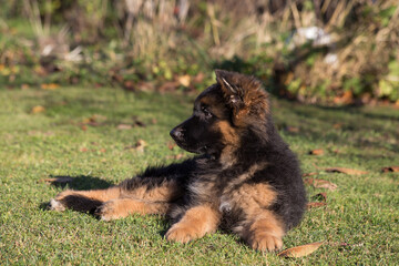 A fluffy German Shepherd puppy is lying on the grass in the sunlight.