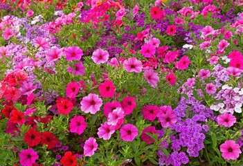 Naklejka premium Vibrant display of colorful flowers in a garden bed.