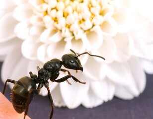 Close-up of black ant on finger, white flower background