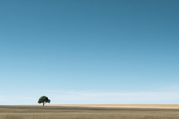 Obraz premium Solitary tree standing in a vast golden field under a clear blue sky, minimalist landscape and nature photography 