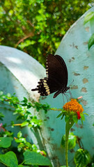 Black butterfly on red flower.