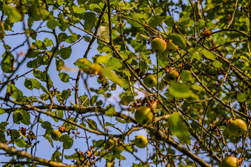 Grüne Äpfel hängen an einem Baum unter klarem Himmel in einem sonnigen Garten im Spätsommer