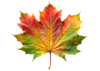 Obraz premium Vibrant autumn maple leaf displays a spectrum of fall colors on black