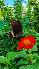 Black butterfly on red flower.