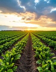 Obraz premium Rows of Sugar Beets at Sunset Under a Dramatic Sky