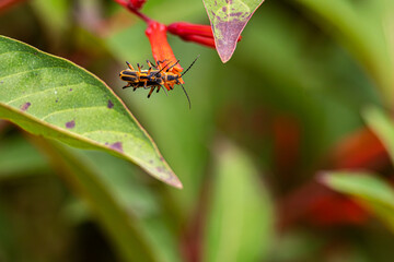 Male and female Goldenrod Soldier Beetles AKA Margined Leatherwings, mating on a flower in Sweetwater Wetlands Park in Alachua County near Gainesville, Florida