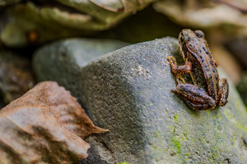 Ein kleiner Moorfrosch sitzt ruhig auf einem Stein in einem feuchten Wald