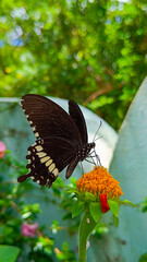 Black butterfly on red flower.