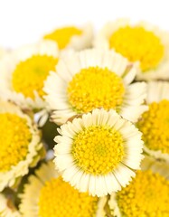 Close-up of small yellow-centered white flowers
