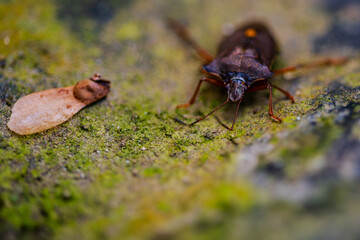 Makroaufnahme einer rotbeinigen Baumwanze auf feuchtem Untergrund mit einer Ahornsamen daneben