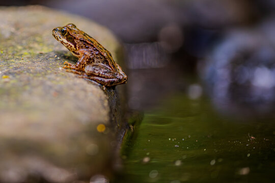 Ein Moorfrosch sitzt auf einem Stein am Ufer eines ruhigen Gew&auml;ssers in einem Wald