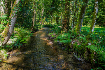 Klarer Bach fließt durch einen Wald mit üppigem Grün und Sonnenlicht in einem ruhigen Tal