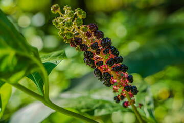 Beobachtungen einer wilden Pflanzenart im frühen Morgenlicht in einem üppigen Garten