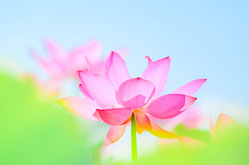 夏に花咲く蓮の花　安曇野
