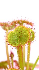 Close-up of Venus flytrap leaves