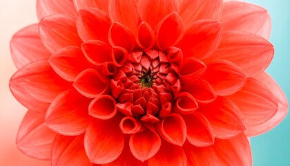 Close-up of vibrant coral dahlia