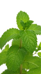 Close-up of vibrant fresh mint leaves