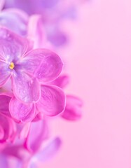 Close-up of vibrant lilac blossoms against a soft pink backdrop