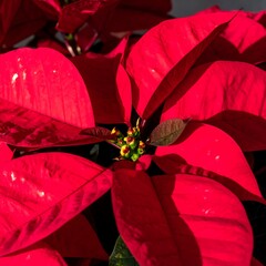 Close-up of vibrant red poinsettia leaves