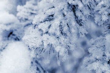 Close up green blue Spruce tree branches Christmas winter plant covered white snow outdoors, delicate pine needles with frost, aesthetic wallpaper, Christmas and New Year wintertime landscape