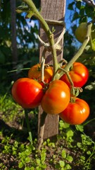 tomatoes in the garden