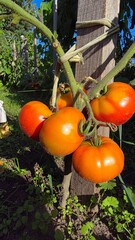 tomatoes in the garden